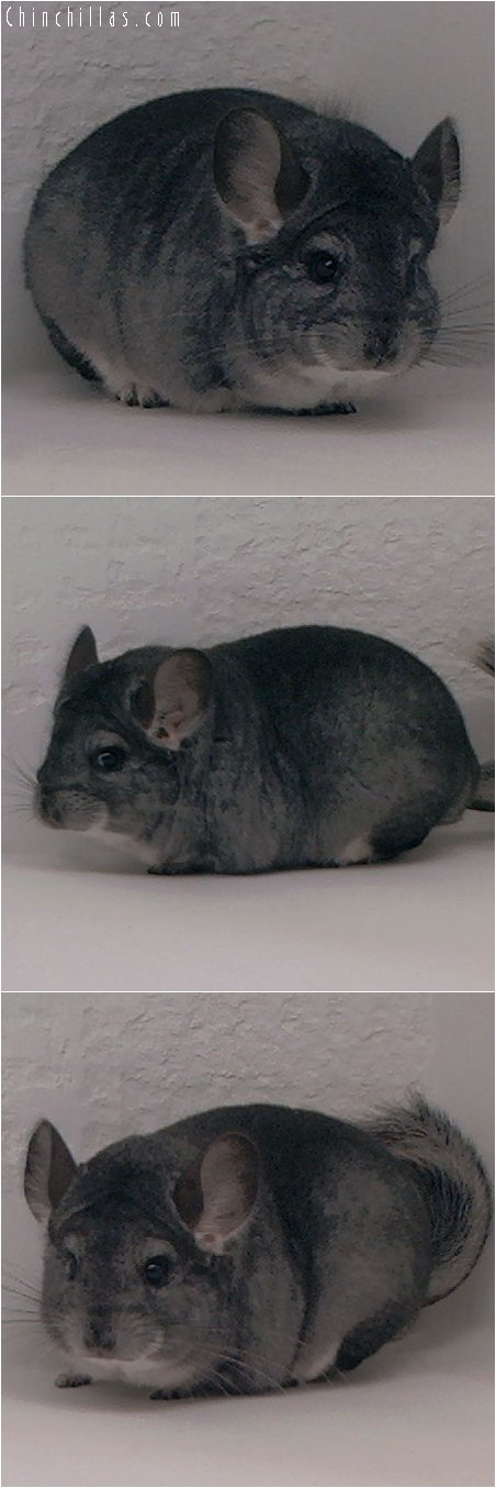 3092 Standard ( ebony carrier ) Female Chinchilla