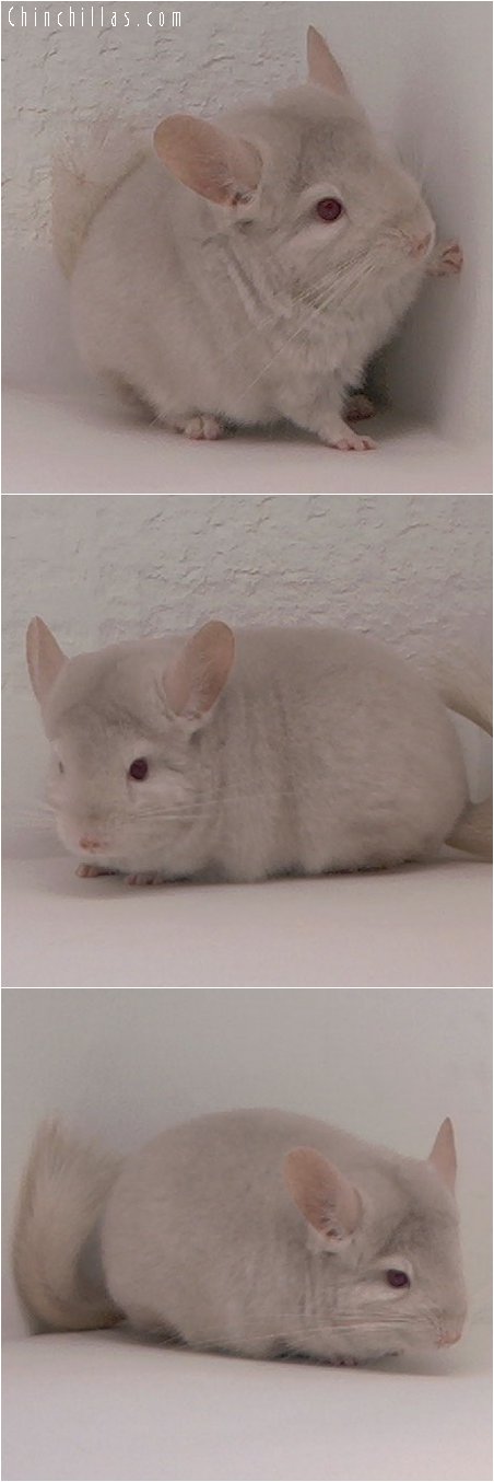 3091 Homozygous Beige Female Chinchilla