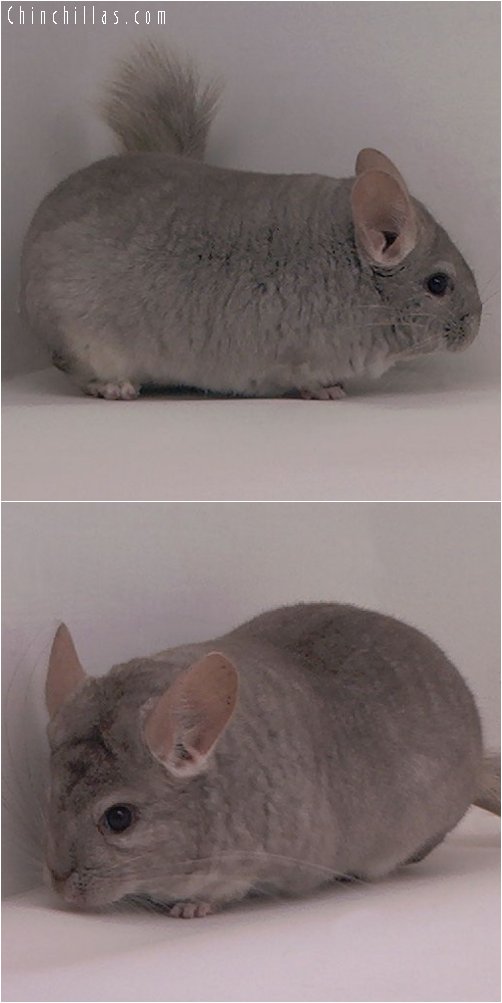 3089 Beige Female Chinchilla