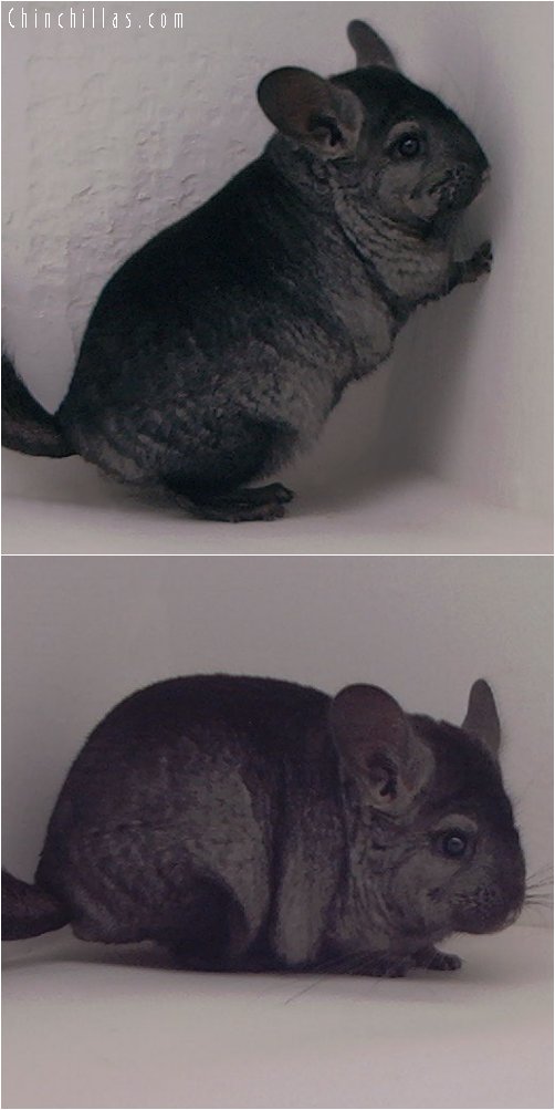 3085 Ebony ( violet carrier ) Female Chinchilla