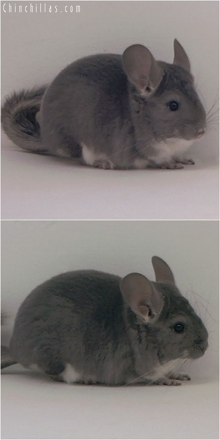 3081 Violet Female Chinchilla