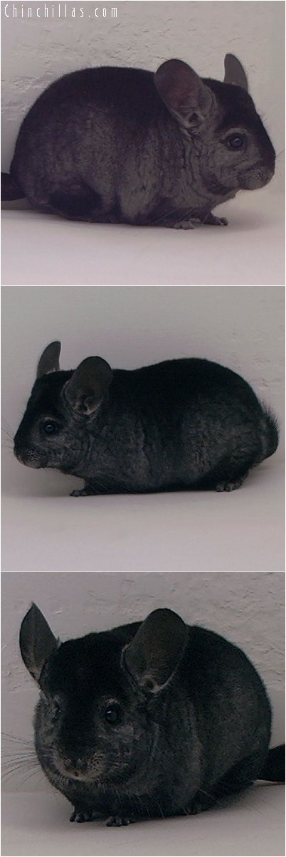 3088 Ebony Female Chinchilla