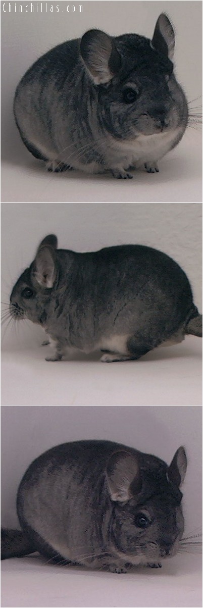 3104 Standard Female Chinchilla