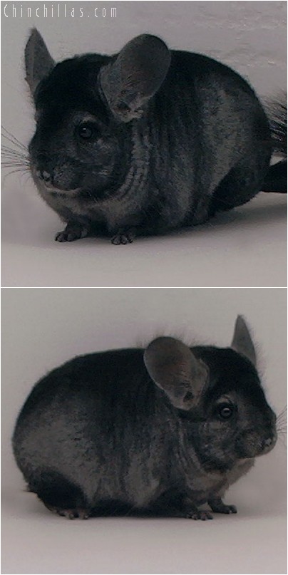 3098 Hetero Ebony Male Chinchilla