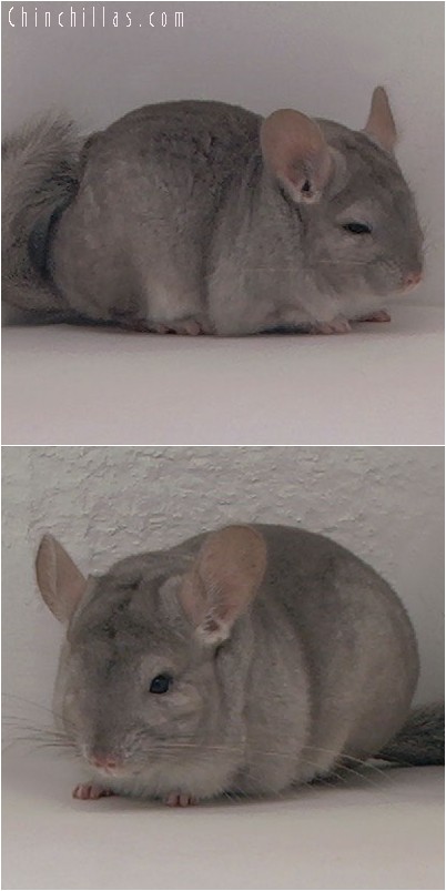 3100 Beige Dwarf / Mini Female Chinchilla