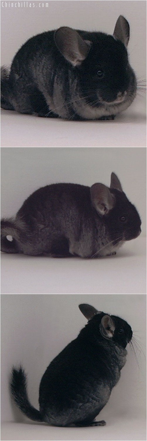 3101 Black Velvet ( Ebony Carrier ) Female Chinchilla