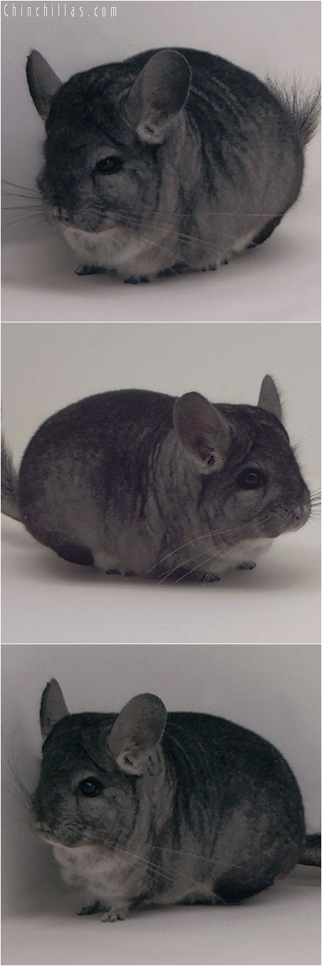 3107 Standard Male Chinchilla