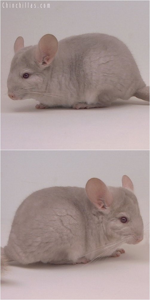 2035 Homozygous Beige Male Chinchilla