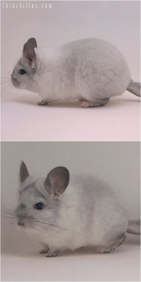 3075 Silver Mosaic Female Chinchilla