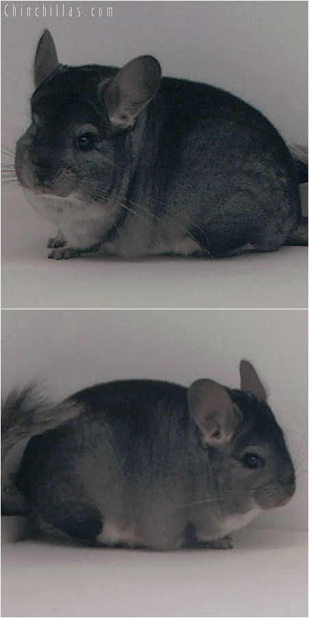 3109 Top Show Quality Standard Female Chinchilla