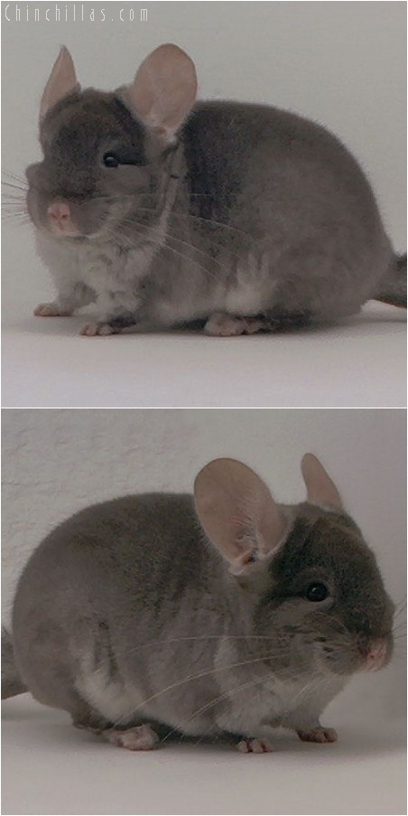 3111 Top Show Quality TOV Beige Female Chinchilla