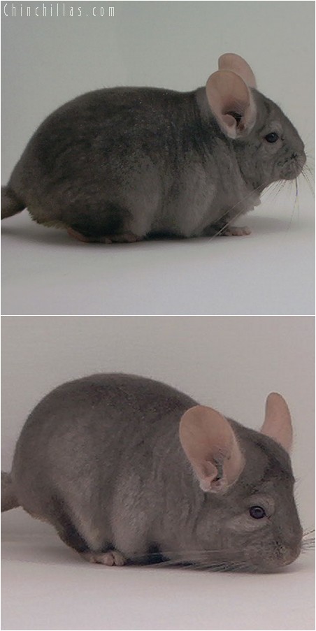 3112 Show Quality Tan Male Chinchilla