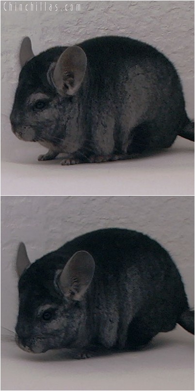 3113 Show Quality Ebony Male Chinchilla