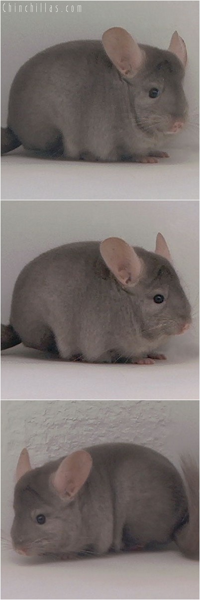 3110 Show Quality Tan Female Chinchilla