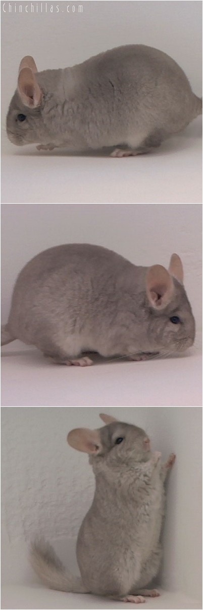 3102 Show Quality Beige Female Chinchilla