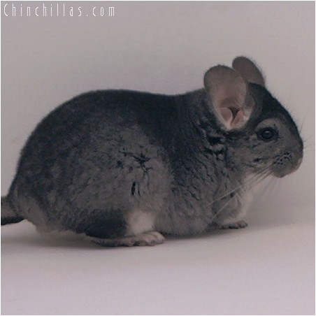 3071 Large Show Quality Standard Female Chinchilla