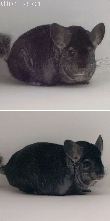 3106 Extra Large Show Quality Ebony Male Chinchilla