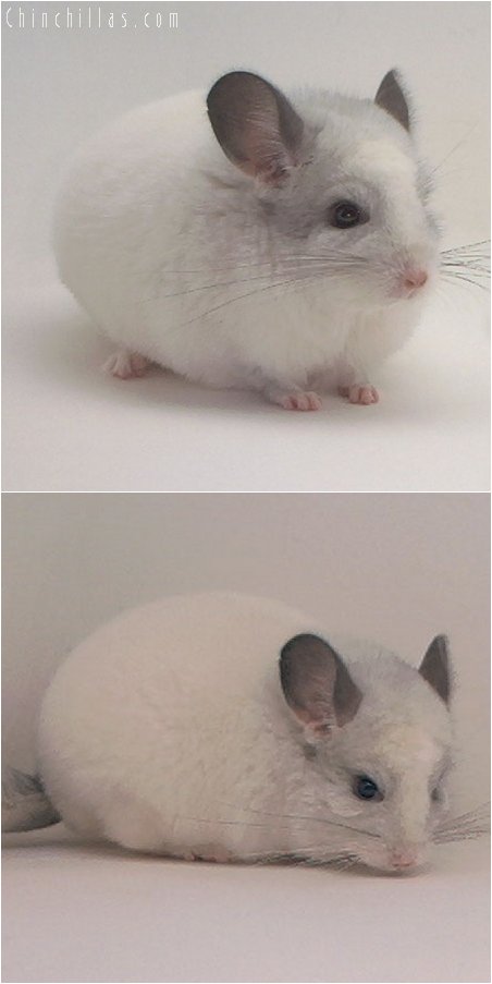 3073 White Mosaic Male Chinchilla