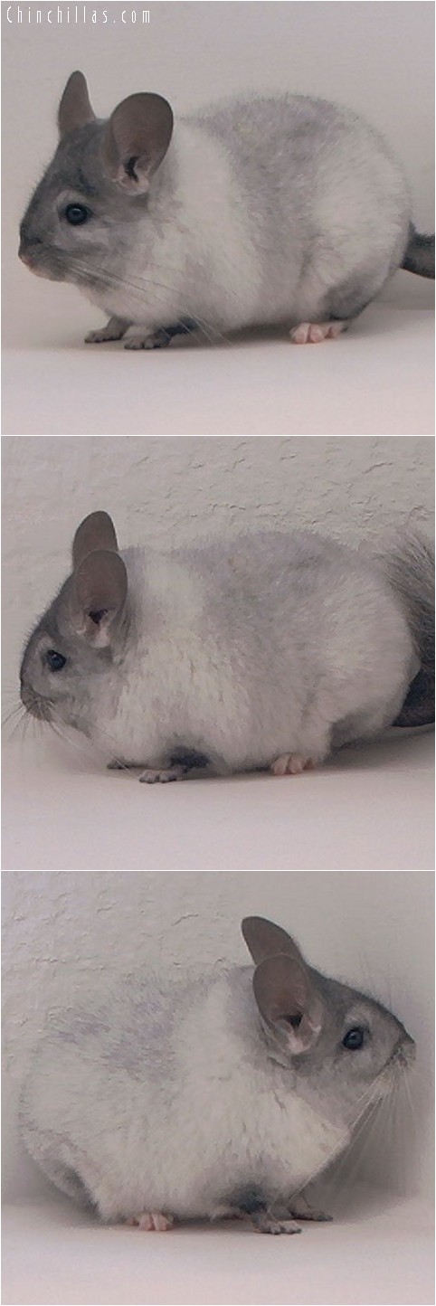 3103 Ebony & White Mosaic Female Chinchilla