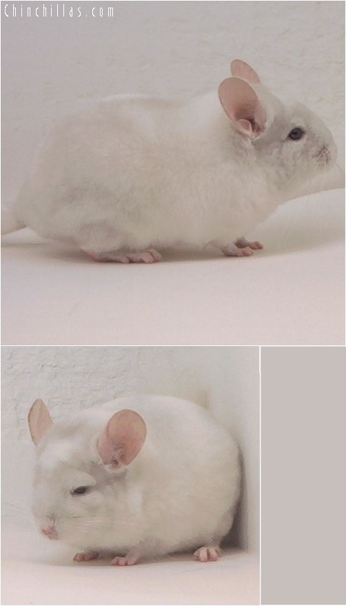 3099 Pink White Male Chinchilla