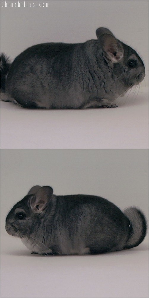 3097 Show Quality Standard Female Chinchilla