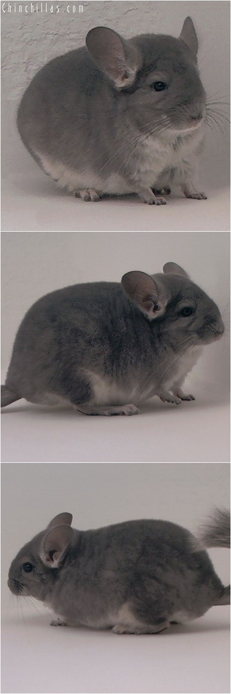 3105 Violet Female Chinchilla