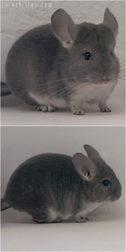 3119 Show Quality Violet Female Chinchilla