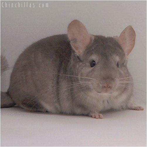 3045 Intermediate Show Quality Beige Male Chinchilla