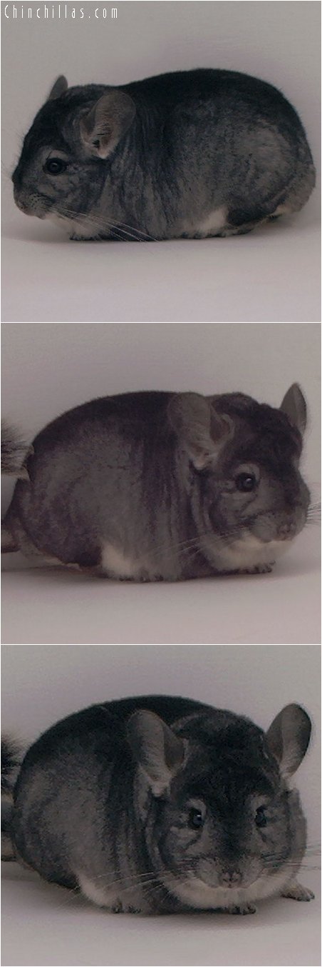 3025 Large Herd Improvement Standard Male Chinchilla