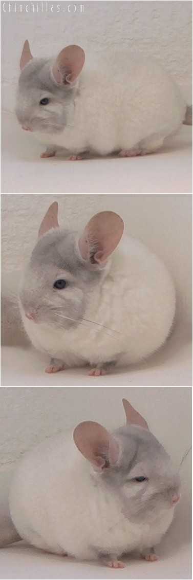 4006 Show Quality TOV Pink White ( Ebony Carrier ) Female Chinchilla