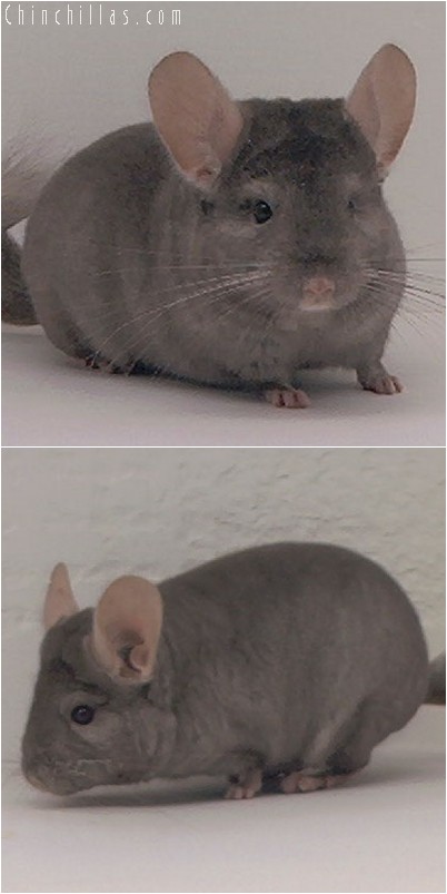 3135 Show Quality Tan Male Chinchilla