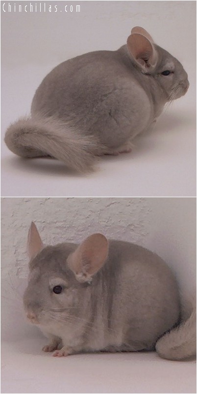 3084 Beige Female Chinchilla