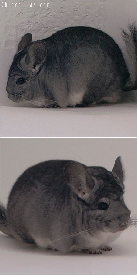 3036 Show Quality Standard Female Chinchilla