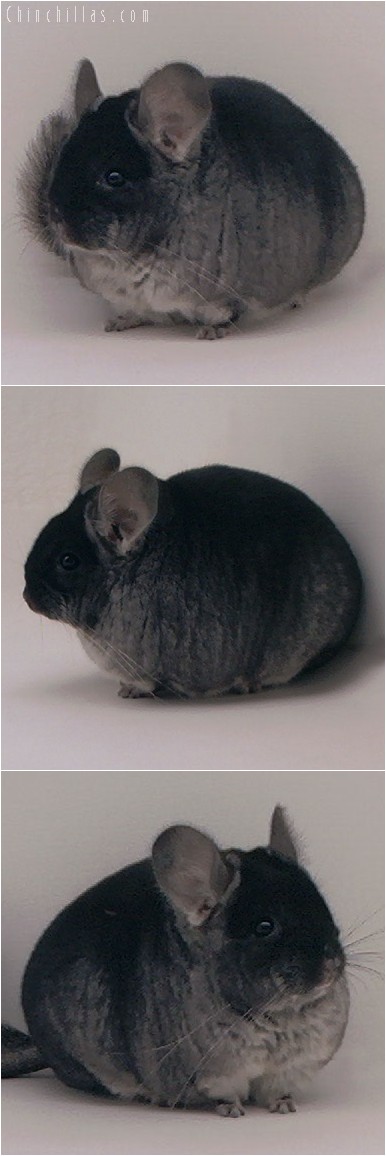 3147 Show Quality Black Velvet Female Chinchilla