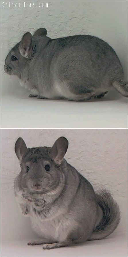 3130B Premium Production Quality Standard ( Sapphire Carrier ) Female Chinchilla