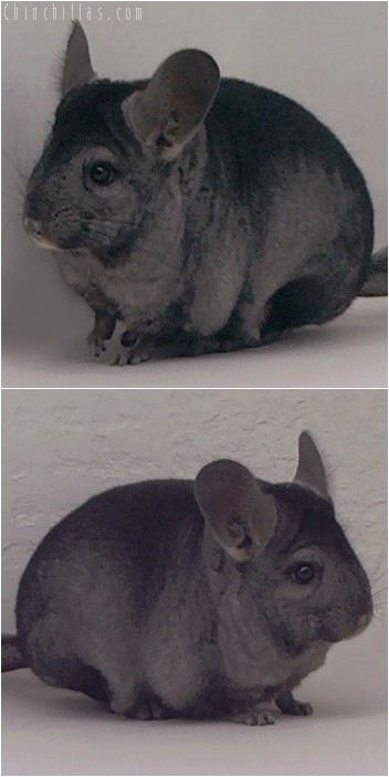 3126 Show Quality Hetero Ebony Female Chinchilla