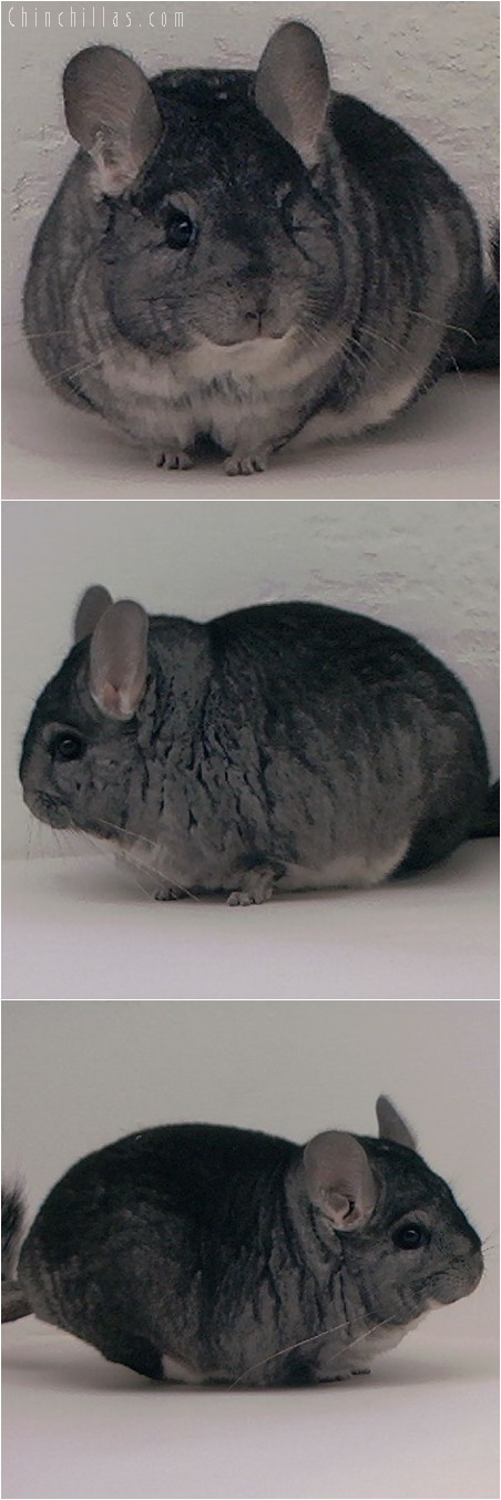 3116 Show Quality Brevi type Standard Male Chinchilla