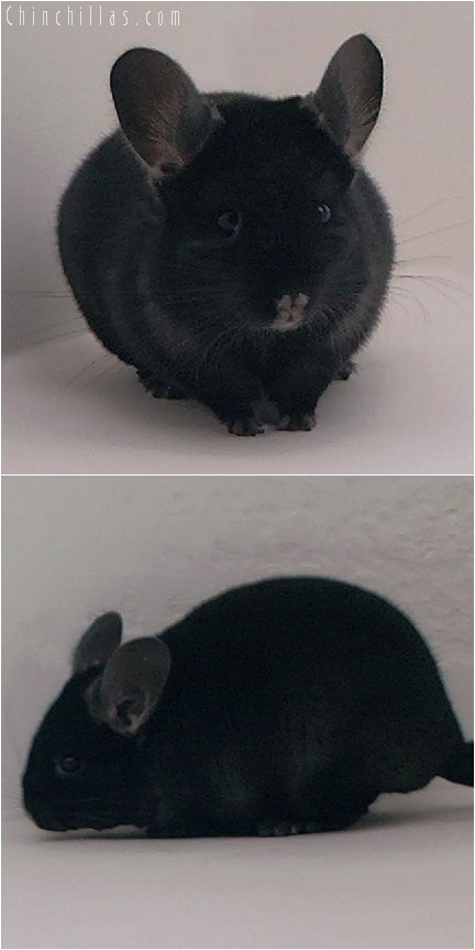 3142 Top Show Quality TOV Ebony Female Chinchilla