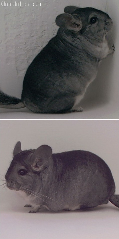 4010 Show Quality Standard Female Chinchilla