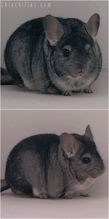 3133 Top Show Quality Standard Male Chinchilla