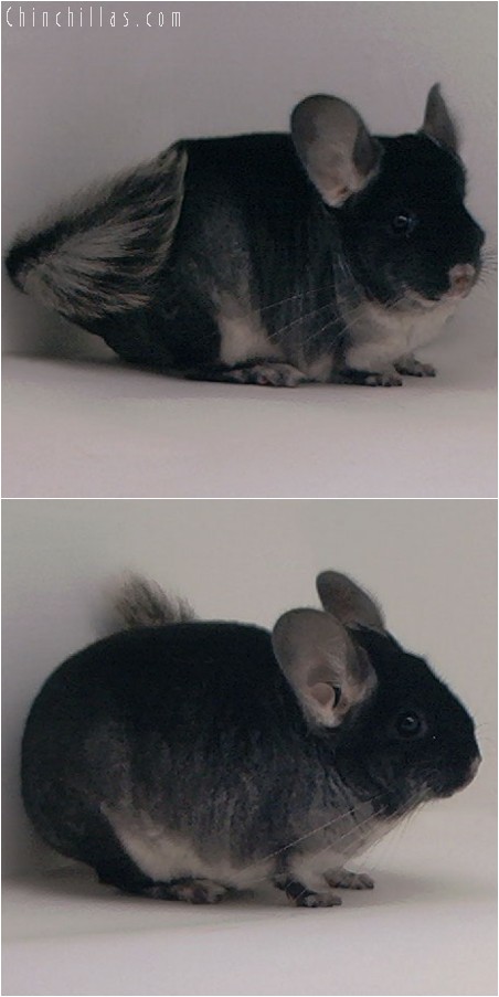 3096 Show Quality Black Velvet Female Chinchilla