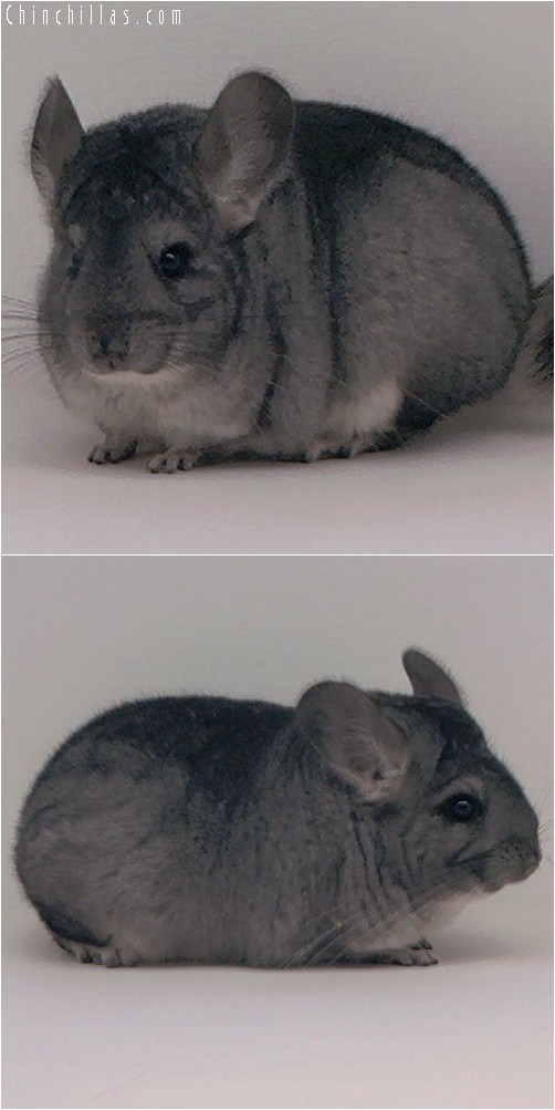 3114 Showable Standard Female Chinchilla