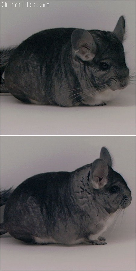 3118 Showable Standard Male Chinchilla