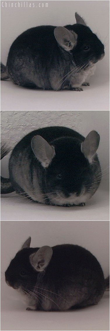 3137 Extra Blocky Show Quality Black Velvet Female Chinchilla