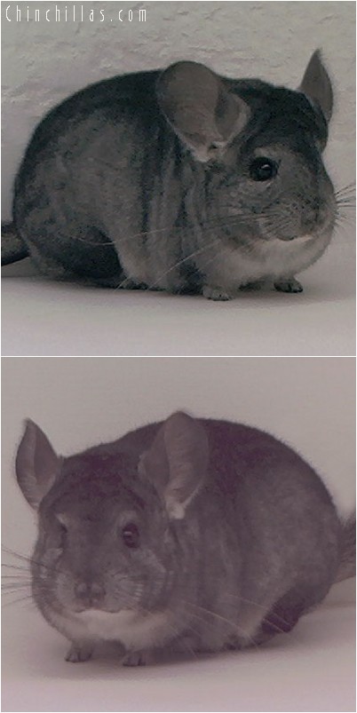 3140 Show Quality Standard Female Chinchilla