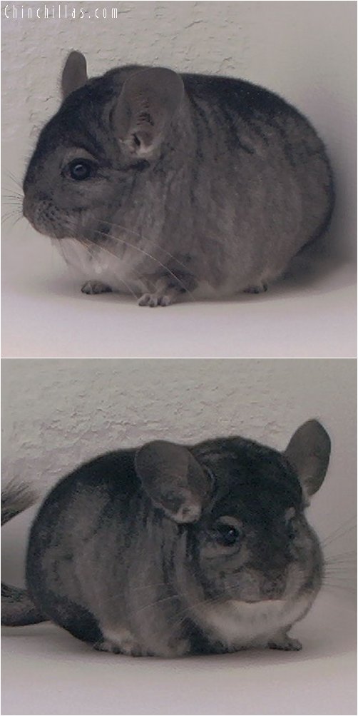 3053 Show Quality Standard Male Chinchilla