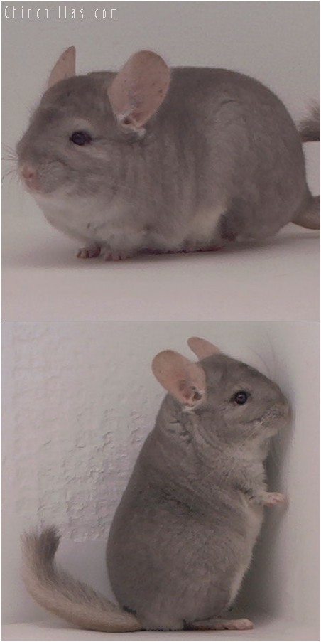 3120 Show Quality Beige Female Chinchilla