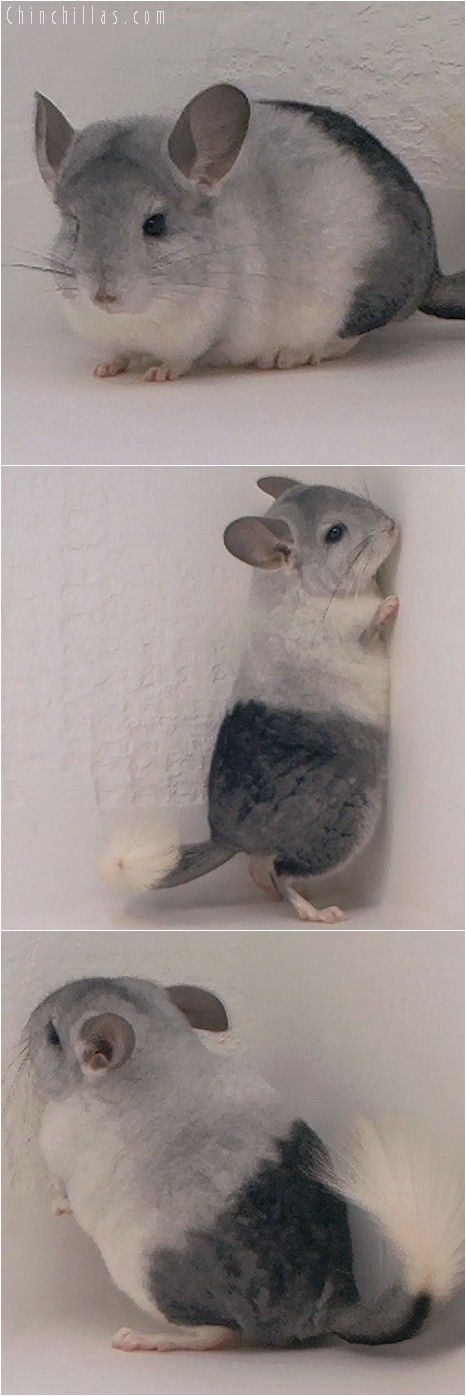 3136 Extreme, Unique Mosaic Female Chinchilla