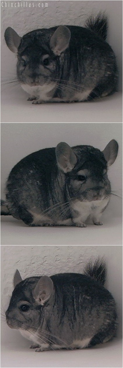 3146 Showable Standard Male Chinchilla