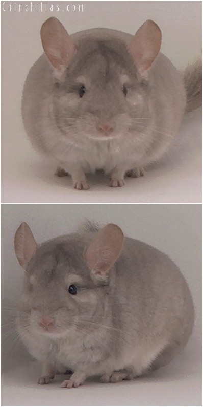 4012 Showable Quality Beige Male Chinchilla